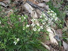 Draba ramosissima.JPG