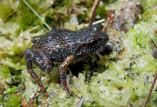 <span class="mw-page-title-main">Drewes' moss frog</span> Species of amphibian