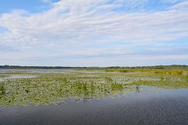 Druzno Lake