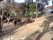 Dubare elephant camp.jpg