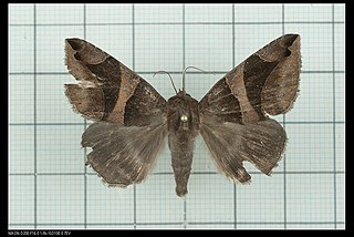 <i>Bastilla arcuata</i> Species of moth