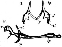 EB1911 Reptiles - Vestigial pelvis and limb of Glauconia macrolepis.jpg