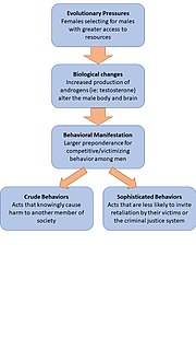 Evolutionary neuroandrogenic theory