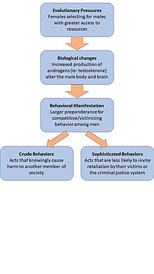 A basic outline of ENA theory showing how selective pressures can be mediated through biological changes in the male anatomy to produce competitive behaviors, which can then manifest as criminal behaviors. ENA theory updated.jpg