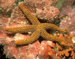 <i>Echinaster spinulosus</i> Species of starfish