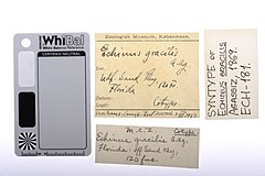 File:Echinus gracilis - ECH-000181 label.jpg (Category:Echinodermata in the Natural History Museum of Denmark)