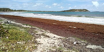 Échouage de sargasses au printemps 2018.