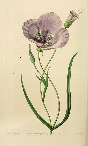 File:Edwards' botanical register, or, Ornamental flower-garden and shrubbery .. (1829-1847) (21172752325).jpg