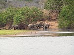 Five elephants drinking from a flooded field from afar.
