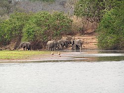 Elefántok a Selous Vadrezervátumban