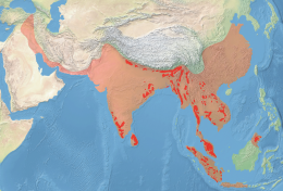 Utbredelseskart for Asiatisk elefant