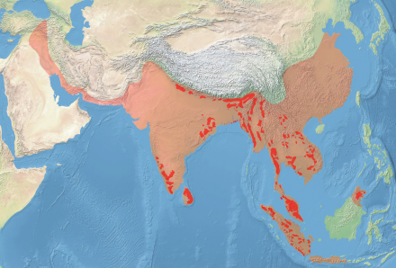 Asian elephant - Wikipedia