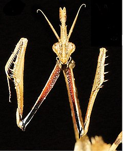 Самиця Empusa hedenborgii