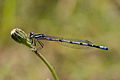 Enallagma cyathigerum, ♂