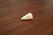 Pearl - Wikipedia