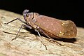 Enchophora nigromaculata, Perú