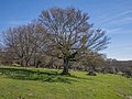 * Nomination Field maple (Acer campestre) on a meadow near the Opakua mountain pass. Álava, Basque Country, Spain --Basotxerri 16:20, 2 March 2017 (UTC) * Promotion  Support Good quality.--Famberhorst 16:41, 2 March 2017 (UTC)