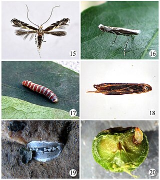 <i>Epicephala relictella</i> Species of moth