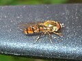 ХEpisyrphus balteatus (ru: Мармеладная муха)