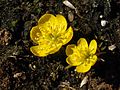 Eranthis hyemalis