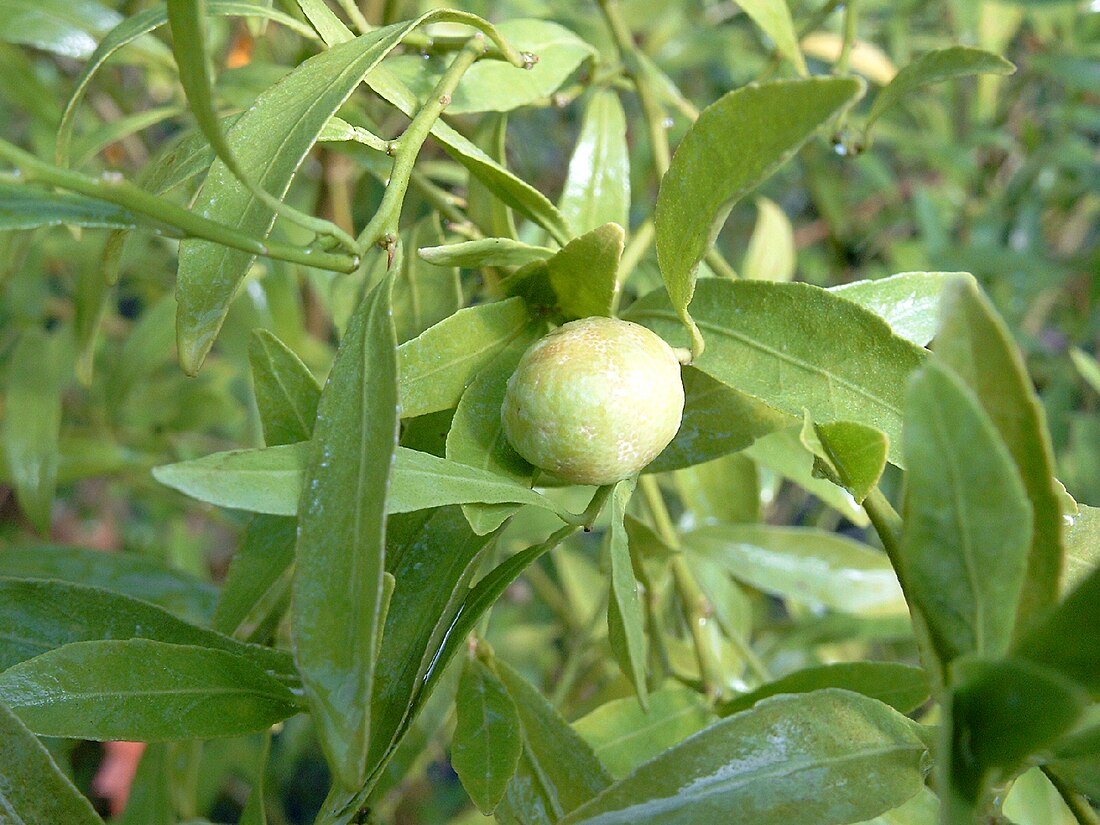 Citrus glauca