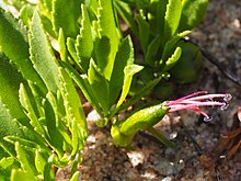 Eremophila serpens cvijet.jpg