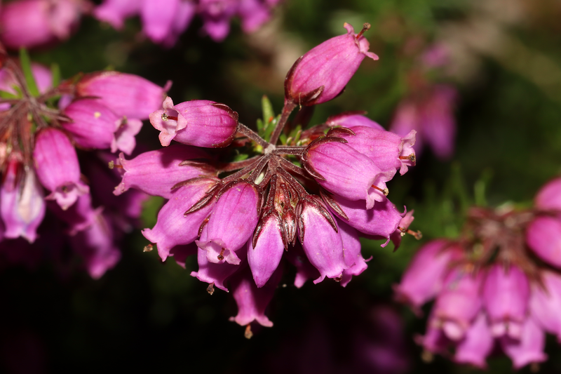 File:Erica cinerea L.png