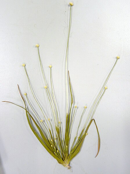 File:Eriocaulon cinereum.JPG