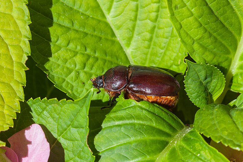 File:Escarabajo rinoceronte hembra (Oryctes Nasicornis), Calatayud, Aragón, España, 2014-07-11, DD 09.jpg