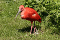 Scarlet ibis