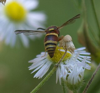 <i>Euodynerus annulatus</i> Species of wasp