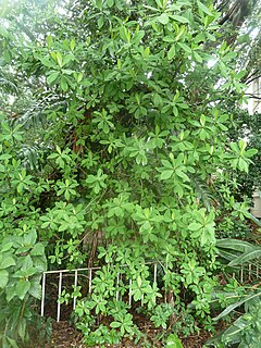 <i>Euphorbia cupularis</i> Species of plant in the family Euphorbiaceae