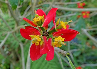 <i>Euphorbia punicea</i> species of plant