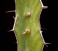 Euphorbia tenuispinosa