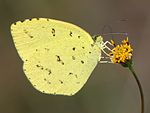 on Bidens pilosa var. pilosa 10/27 (2013)