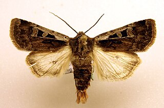 <i>Euxoa vitta</i> Species of moth