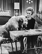 Eve Arden and Tramp My Three Sons 1962.jpg