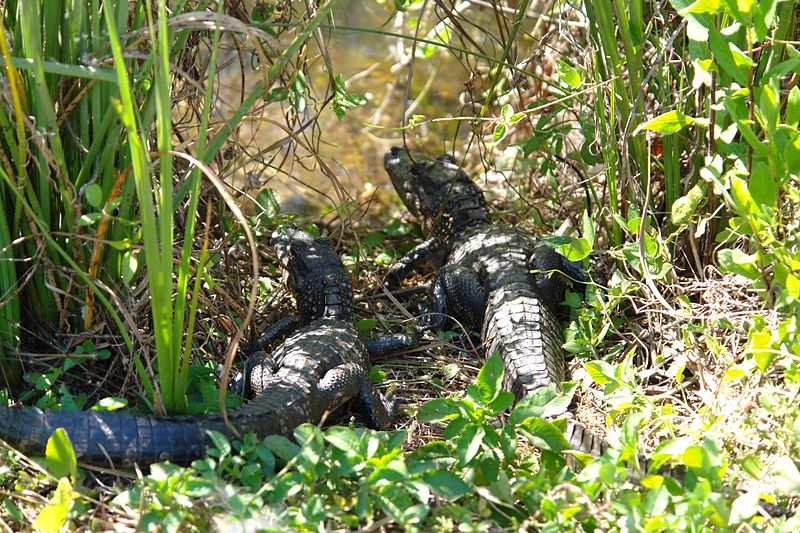 File:Everglades Alligator-2small.jpg