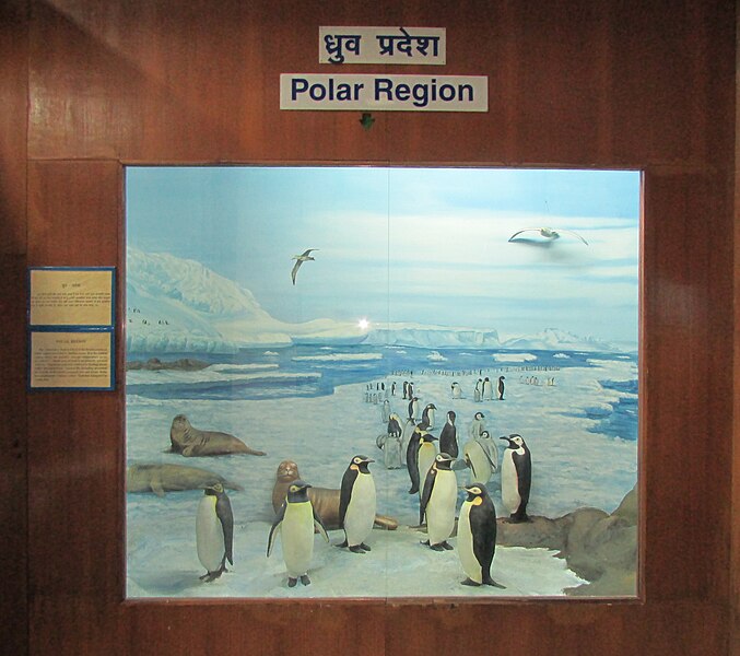 File:Exhibit of Polar Region at Regional Museum of Natural History,Bhopal,India.jpg