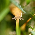 Face of a slug (10354639633).jpg