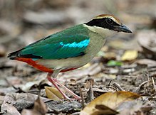 Fairy pitta in southern Thailand Fairy Pitta, crop.jpg