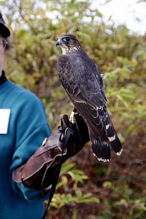 Falco Columbarius: Descrizione, Sistematica, Biologia