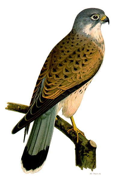 File:Falco tinnunculus m.jpg