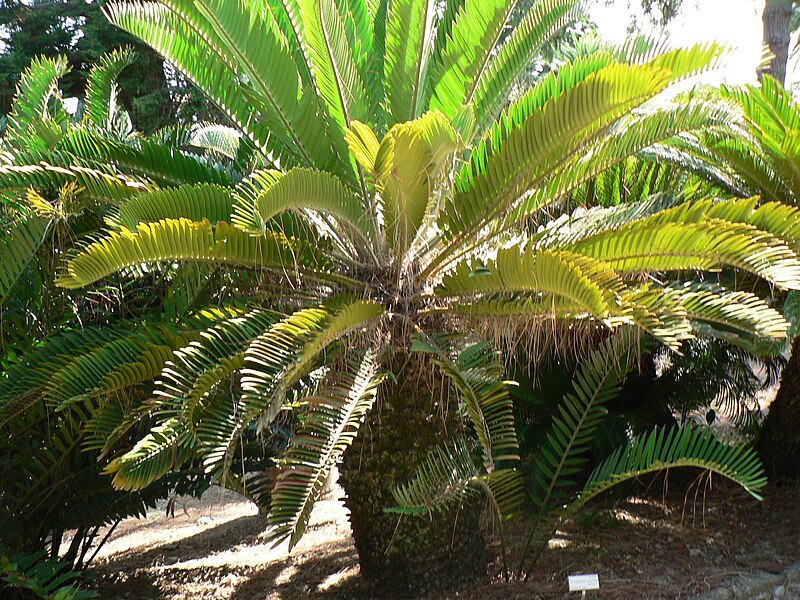 File:Fale - Giardini Botanici Hanbury in Ventimiglia - 650.jpg