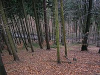 View from the Meesenkopf of a forest track