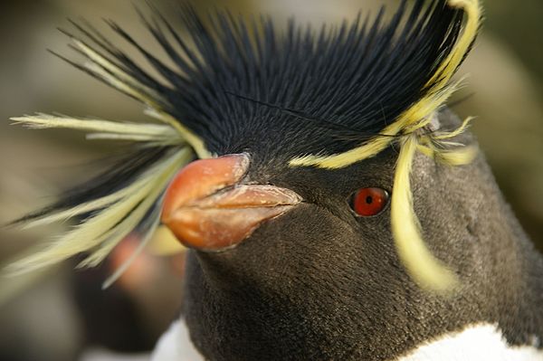 Southern rockhopper penguin (Eudyptes chrysocome) displaying its distinctive crest