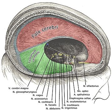 File:Falxcerebri.jpg