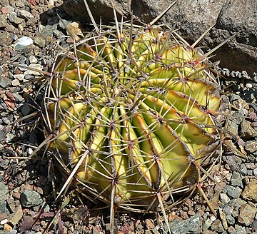 Ferocactus echidne