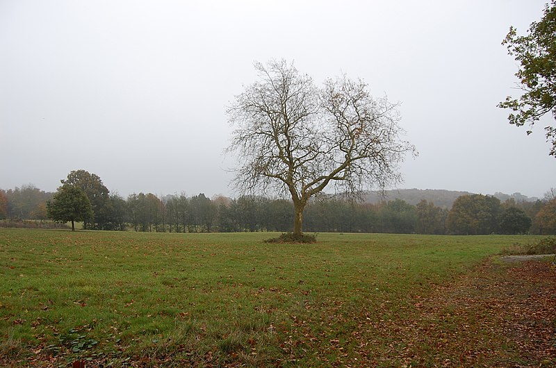 File:Field and tree on a misty day - geograph.org.uk - 2689884.jpg