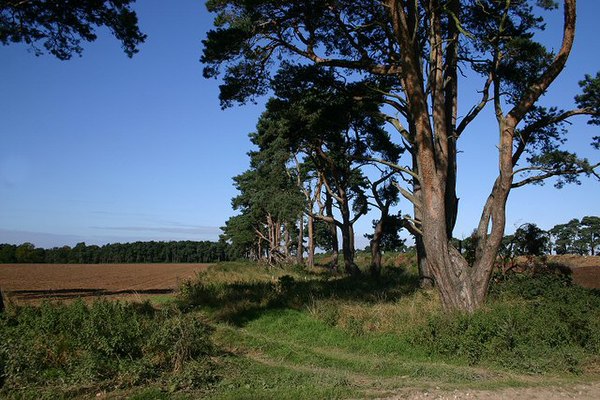 Countryside at Elveden